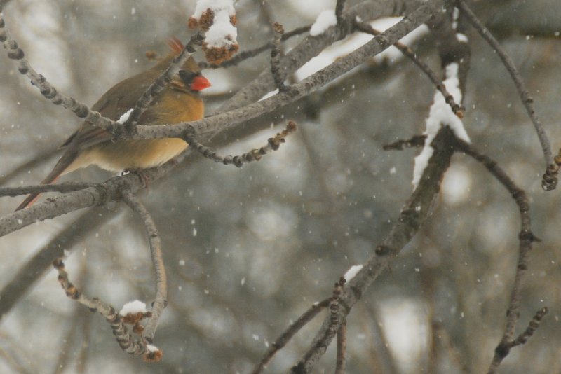 BackyardCardinal-2295-2.jpg - Cardinal in backyard