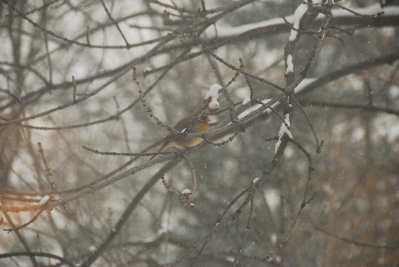 BackyardCardinal-2295.jpg - Cardinal in backyard