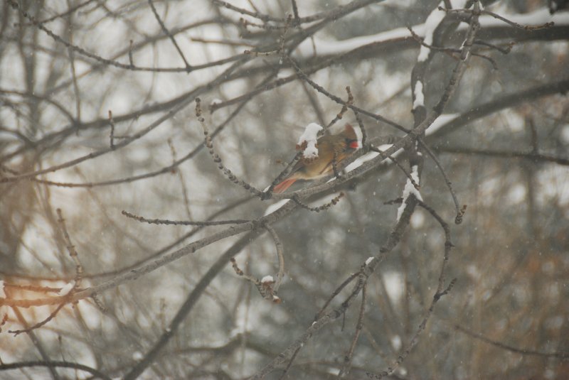 BackyardCardinal-2296.jpg - Cardinal in backyard