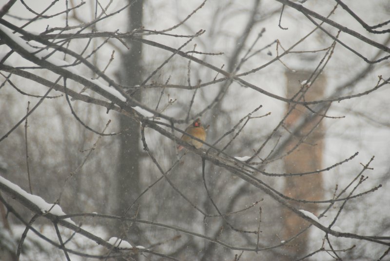 BackyardCardinal-2297.jpg - Cardinal in backyard