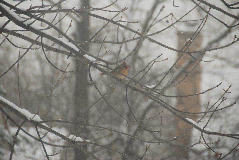 BackyardCardinal-2298.jpg - Cardinal in backyard