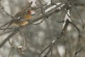 BackyardCardinal-2295-2