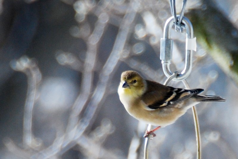Birdfeeder012509-2331-2.jpg - JACK KOZIK
