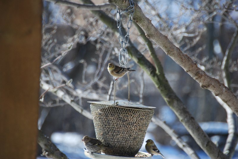 Birdfeeder012509-2331.jpg - JACK KOZIK
