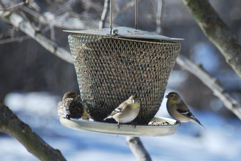 Birdfeeder012509-2332-2.jpg - JACK KOZIK