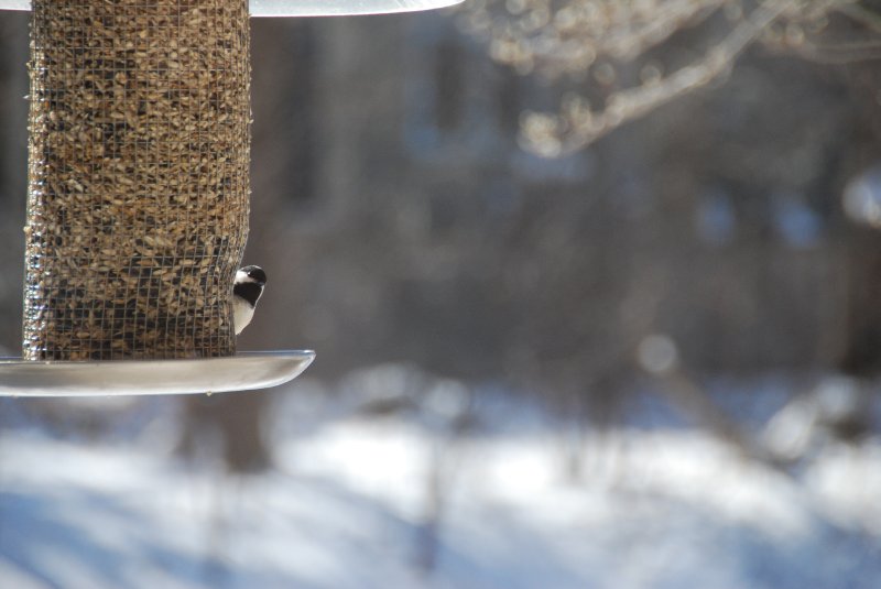 Birdfeeder012509-2335.jpg - JACK KOZIK