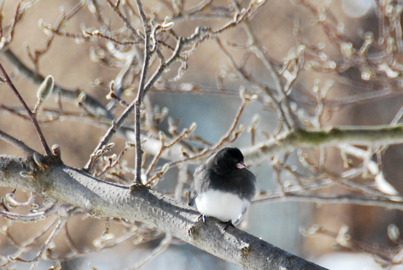 Birdfeeder012509-2338.jpg - JACK KOZIK