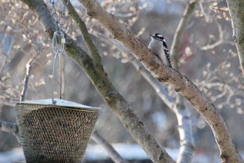 Birdfeeder012509-2358.jpg - JACK KOZIK