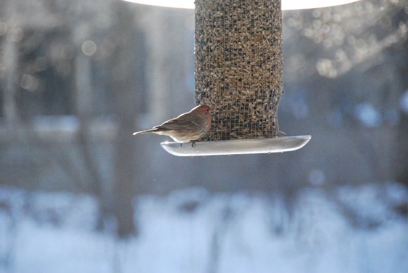 Birdfeeder012509-2360.jpg - JACK KOZIK