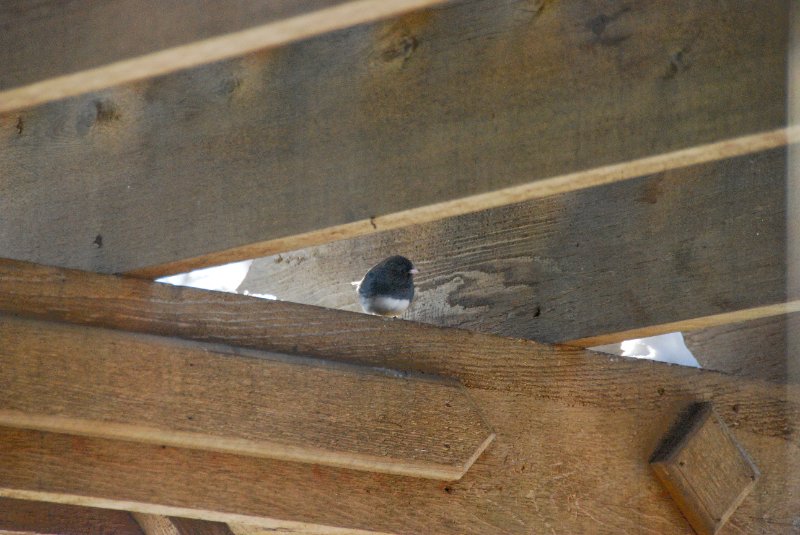 Birdfeeder012509-2362.jpg - JACK KOZIK