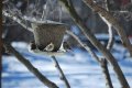 Birdfeeder012509-2332