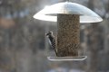Birdfeeder012509-2346