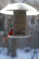Birdfeeder012509-2350