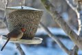 Birdfeeder012509-2355