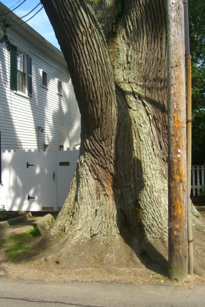 CIMG1742.jpg - Giant Pagoda Tree.