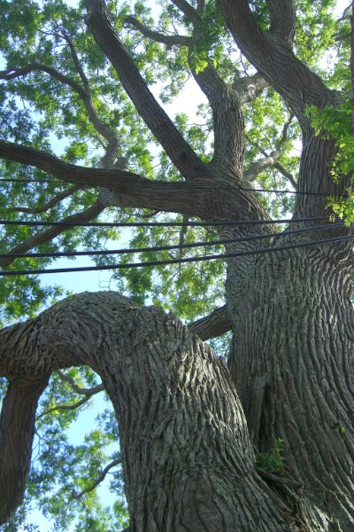 CIMG1745.jpg - Giant Pagoda Tree.
