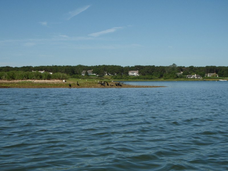 MV071009-7110047.jpg - Cormorants