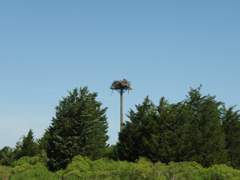 P7110100.jpg - Sengekontacket Pond Osprey Nest