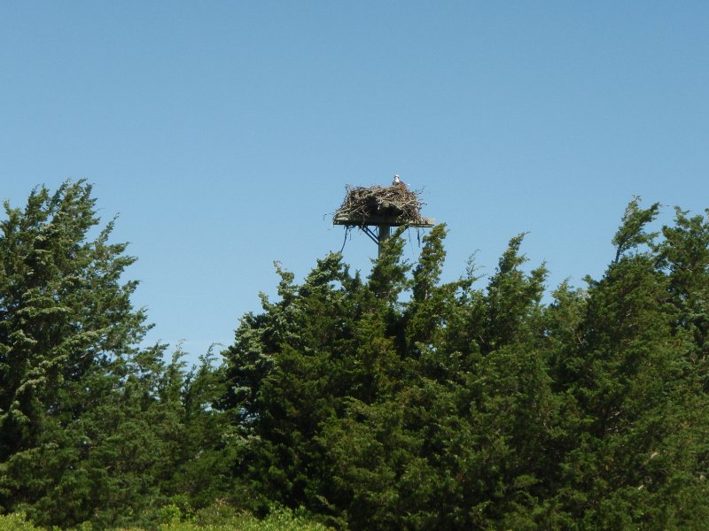 P7110101.jpg - Sengekontacket Pond Osprey Nest
