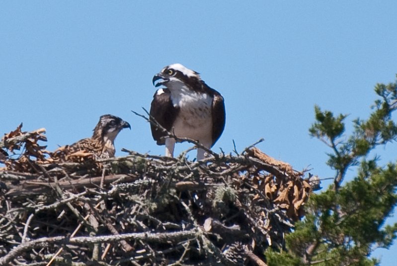 DSC_7759.jpg - Sengekontacket Pond Osprey Nest