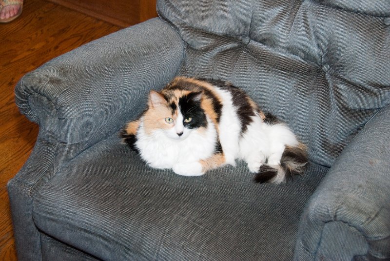 PromMay09-6299.jpg - Neko on  the blue chair