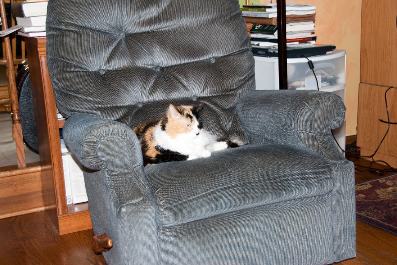PromMay09-6301.jpg - Neko on  the blue chair