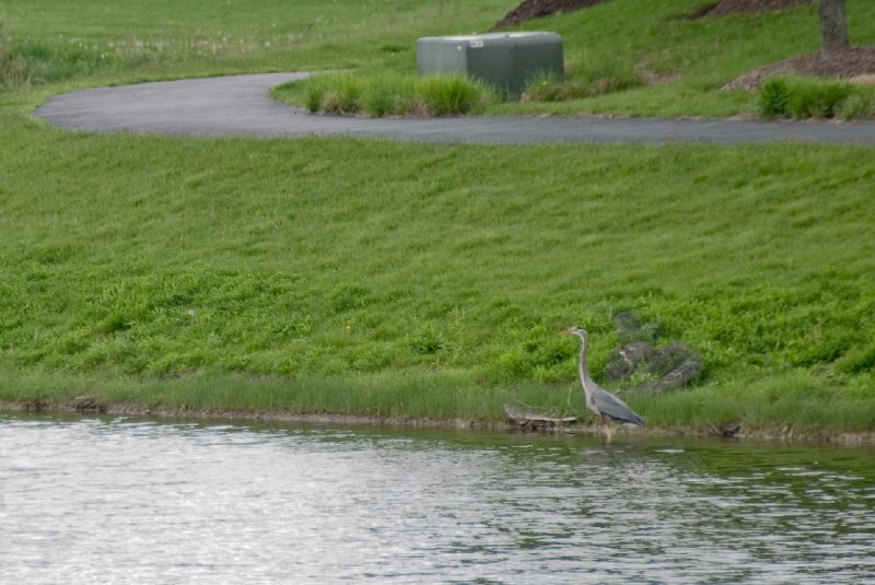 PromMay09-6317.jpg - Great Blue Heron on Hidden Lake Gazebo in Lisle