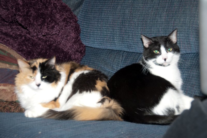 DSC_0512.jpg - Cathie with Cats