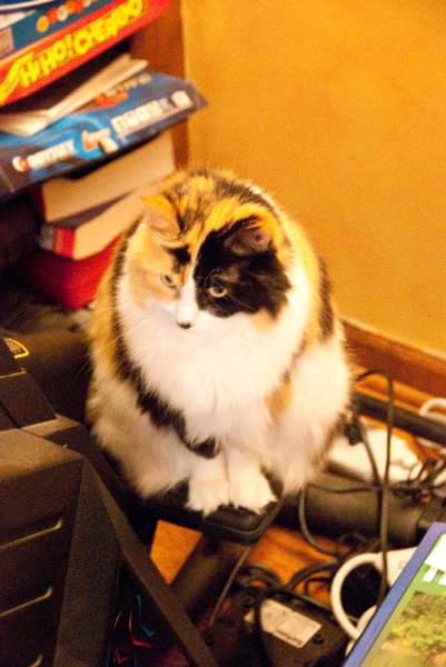 DSC_0518.jpg - Getting Ready for Xmas Eve at the Grandparent's House