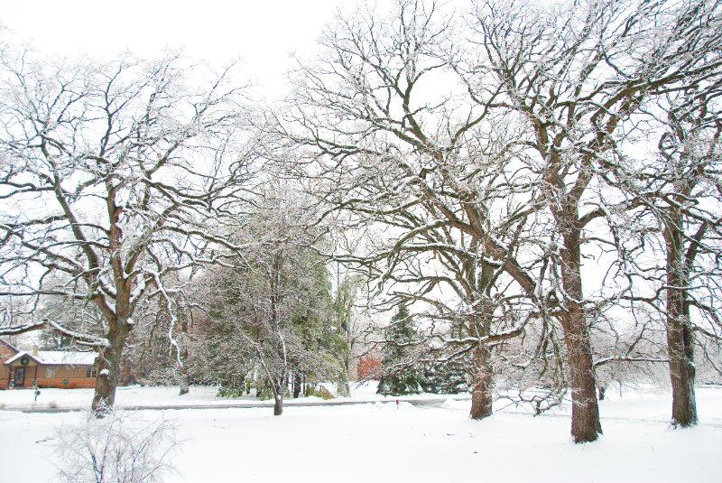 DSC_0537.jpg - Xmas Eve at my Mom and Dad's.  It was snowing.  Now the trees are glazing over with ice.