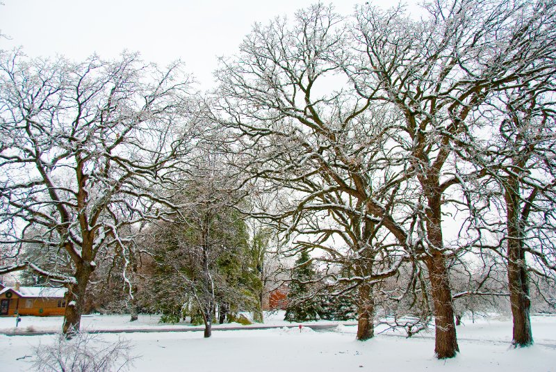 DSC_0538.jpg - Xmas Eve at my Mom and Dad's.  It was snowing.  Now the trees are glazing over with ice.