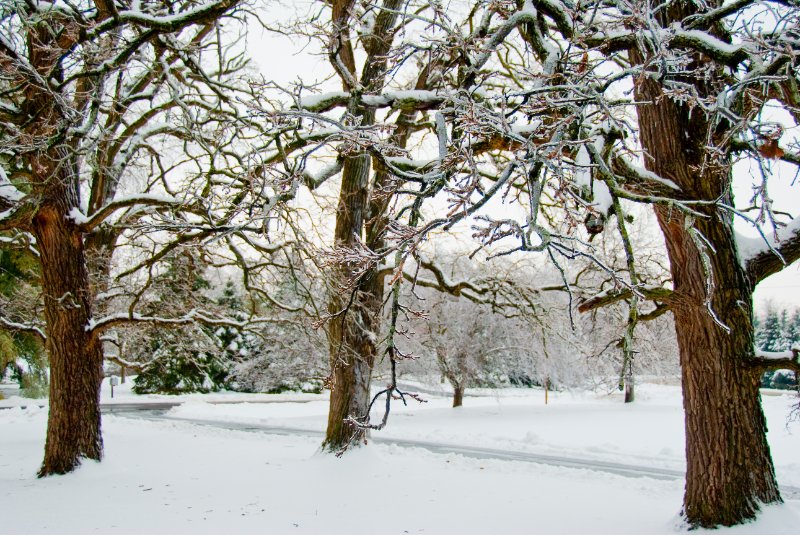 DSC_0539.jpg - Xmas Eve at my Mom and Dad's.  It was snowing.  Now the trees are glazing over with ice.