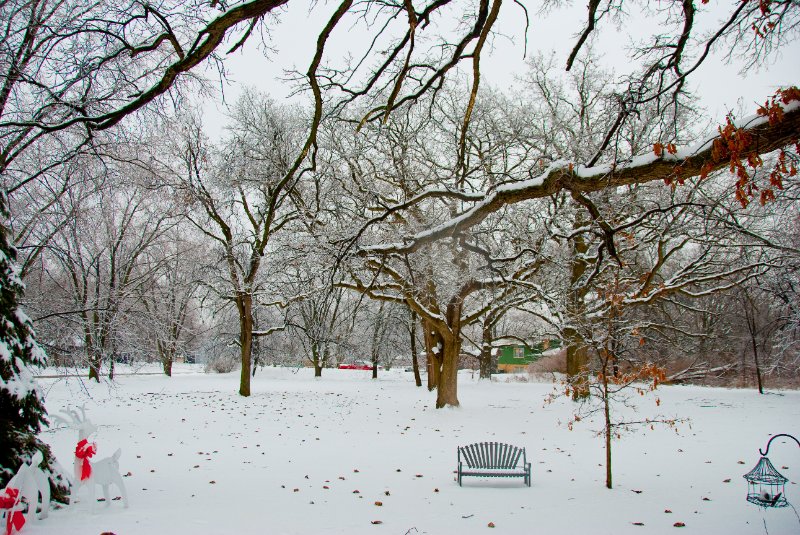 DSC_0540.jpg - Xmas Eve at my Mom and Dad's.  It was snowing.  Now the trees are glazing over with ice.