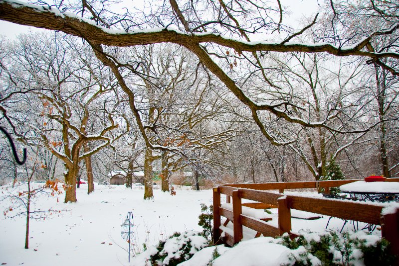 DSC_0543.jpg - Xmas Eve at my Mom and Dad's.  It was snowing.  Now the trees are glazing over with ice.