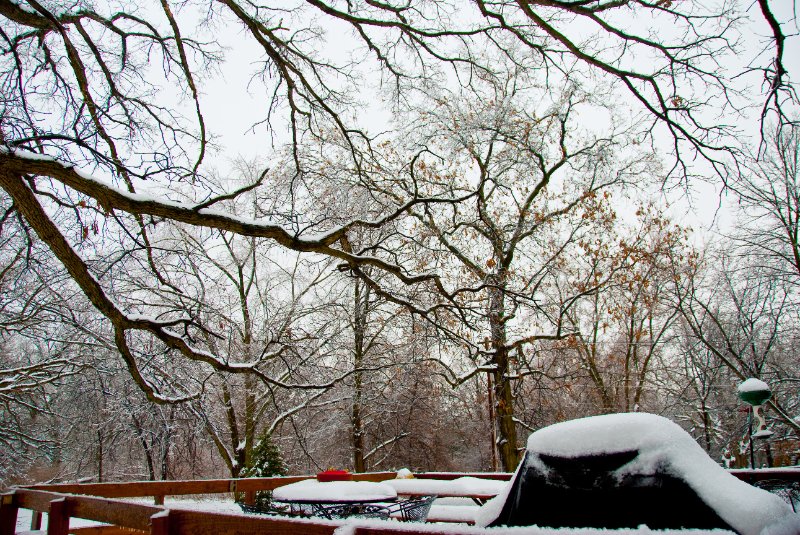 DSC_0544.jpg - Xmas Eve at my Mom and Dad's.  It was snowing.  Now the trees are glazing over with ice.