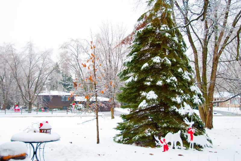 DSC_0545.jpg - Xmas Eve at my Mom and Dad's.  It was snowing.  Now the trees are glazing over with ice.