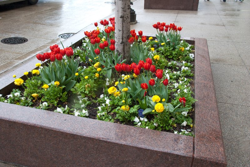 Chicago050109-6104.jpg - Flower Boxes on Michigan Avenue
