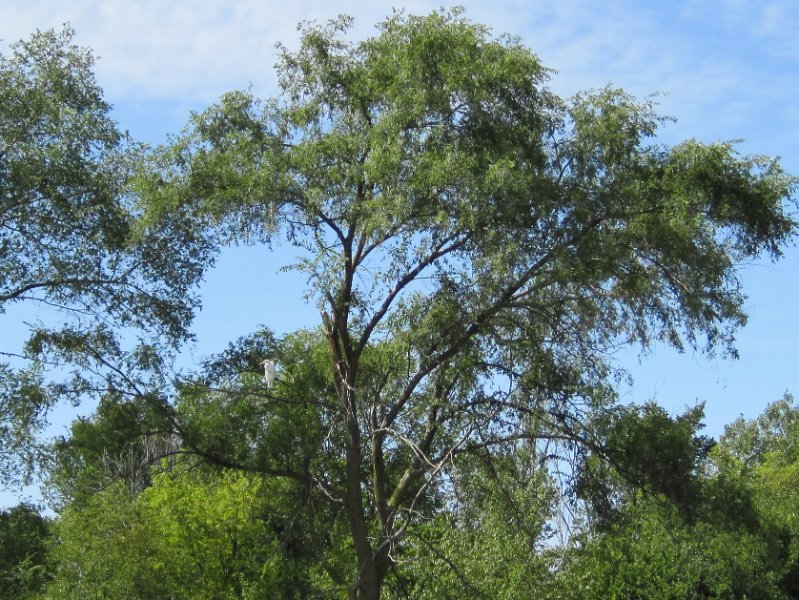 IMG_1917.jpg - Egret