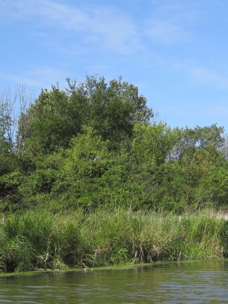 IMG_1918.jpg - Great Blue Heron