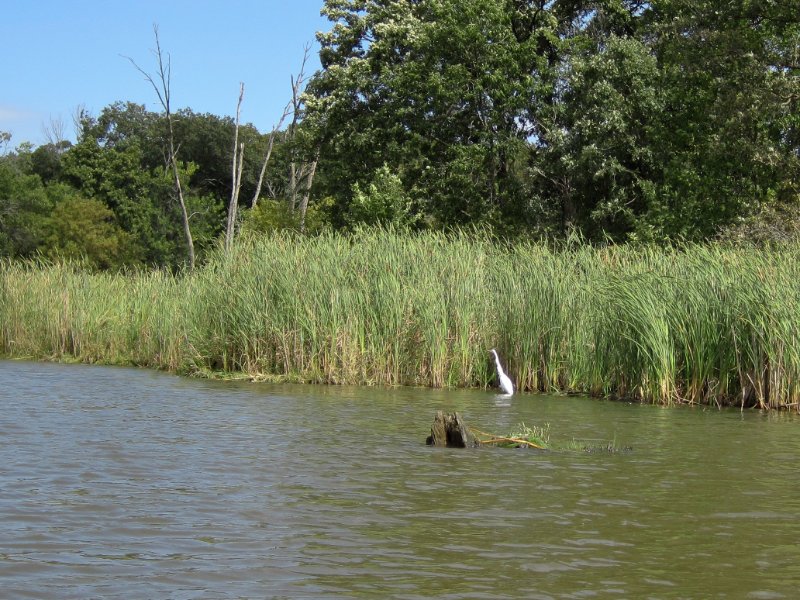 IMG_1919.jpg - Egret