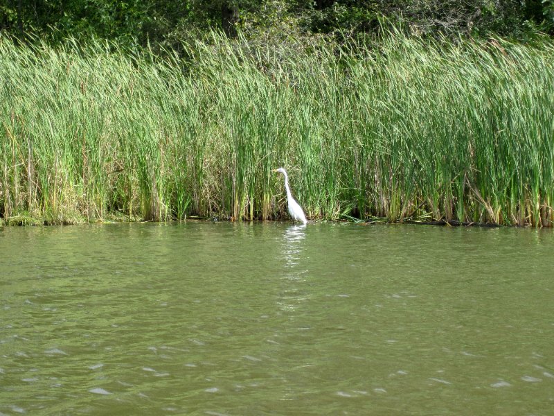 IMG_1920.jpg - Egret