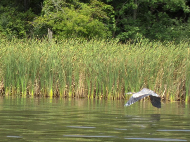 IMG_1921.jpg - Great Blue Heron