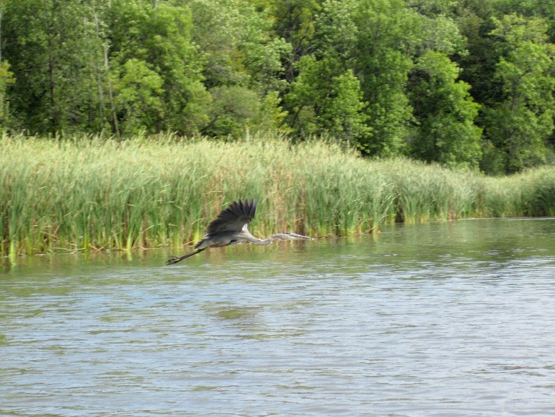 IMG_1923.jpg - Great Blue Heron