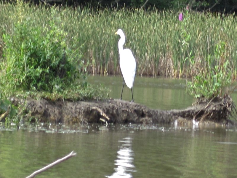 IMG_1924.jpg - Egret