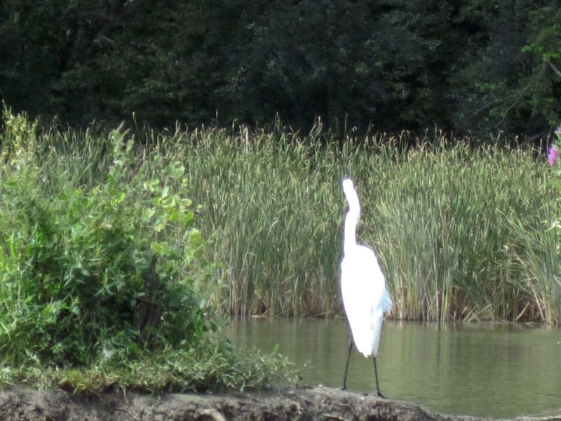 IMG_1925.jpg - Egret