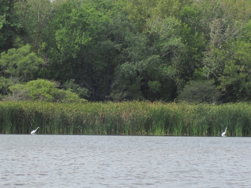 IMG_1926.jpg - Great Egrets