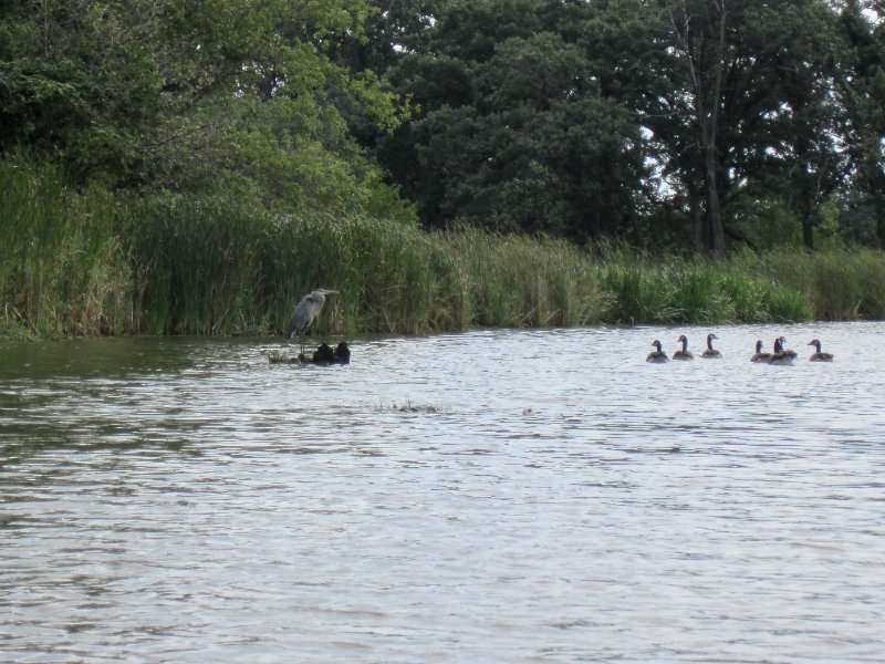 IMG_1929.jpg - Great Blue Heron and Geese