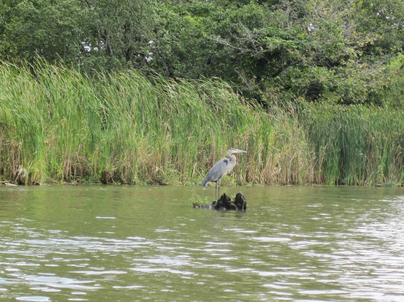 IMG_1930.jpg - Great Blue Heron