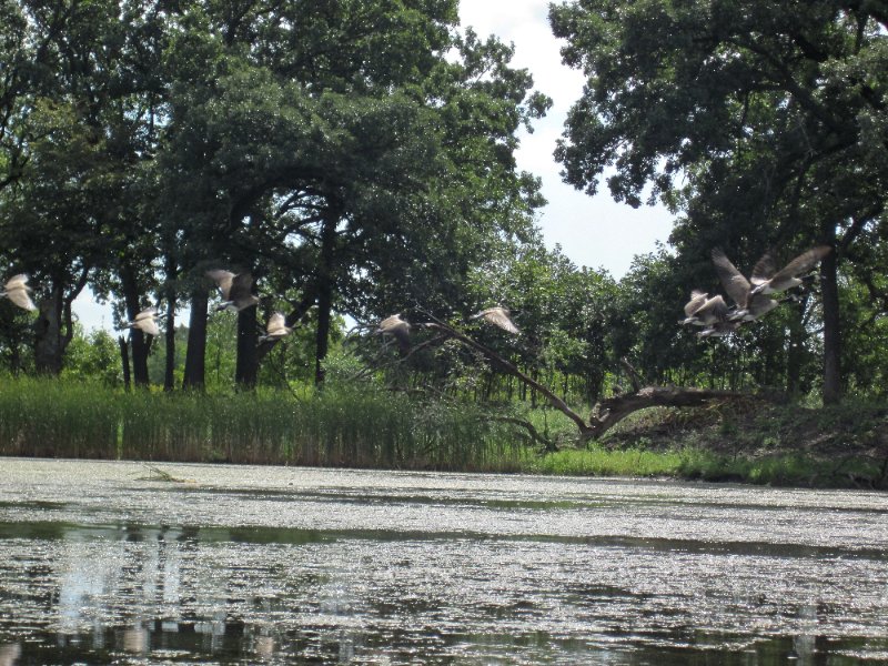 IMG_1934.jpg - Geese