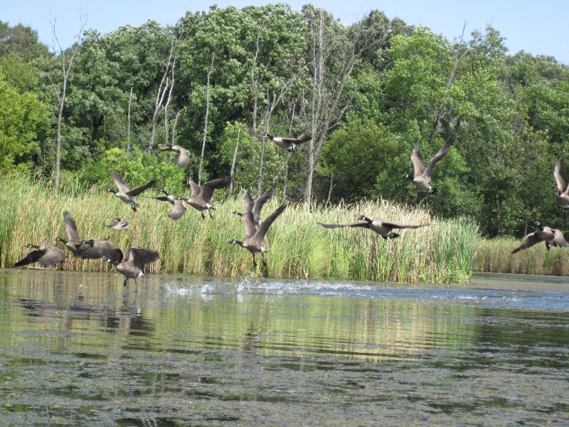 IMG_1935.jpg - Geese